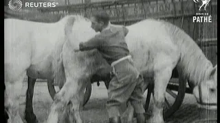 Horses being fed and groomed (1919)