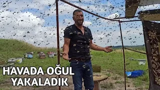 Arı oğulunu havada durdurup yakaladık | Oğul çıkış anı  ne fayda