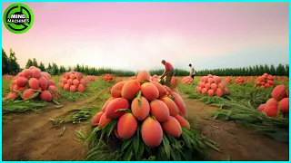 The Most Modern Agriculture Machines That Are At Another Level, How To Harvest Mangoess In Farm ▶2