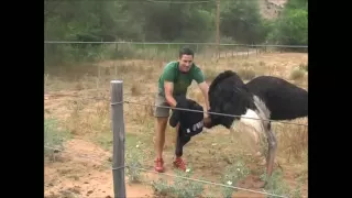 Ostrich Attack