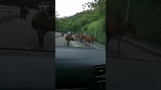 Cow's Parade/ Saikung Hong Kong