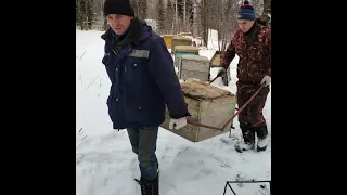убрать пчёл на зиму в омшаник