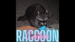 Raccoon visitor!