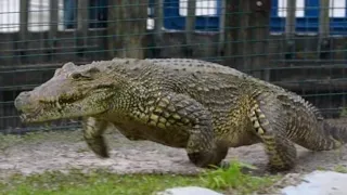 Crocodile Galloping While Chasing a Man. #NatureAndHeritage🐯. |Wildlife's| |Gatorland| |Chainsaw|