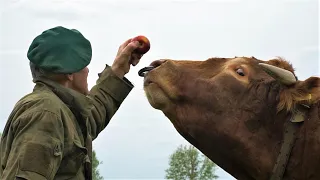 Ali the bull is a real rogue,but he has one weakness - he loves apples | Bull Whisperer Romek