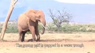 Helping a baby elephant at Tarhi, Tsavo East National Park | Sheldrick Trust