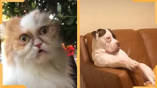 Видео с подборкой смешных собак и кошек | Лозы животных...