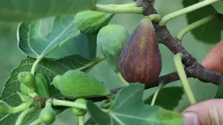 Superior Late Ripening Fig Varieties