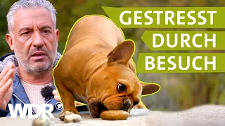 So lernt der Hund, Grenzen zu respektieren | Hunde verstehen | S05/E01 | WDR