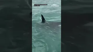 New Zealand man attempts to 'body slam' an orca