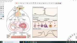 Hormônios Feminino - Produção - Controle - Eixo Hipotalâmico  Hipofisário - Ciclo Menstrual - Exames