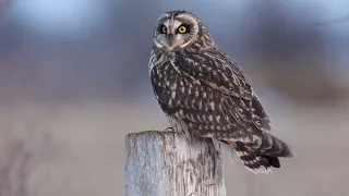 Short-eared Owl in Southern Ontario