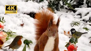 Funny squirrel chases away birds and jumps to the camera! 🤣