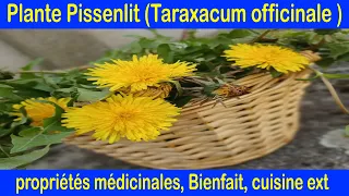 Plante pissenlit (Taraxacum officinale ) : Propriétés médicinales, Bienfaits, conseils, cuisine