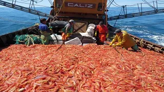 Wow!! Net fishing shrimp, Catch hundreds of tons of shrimp on the sea