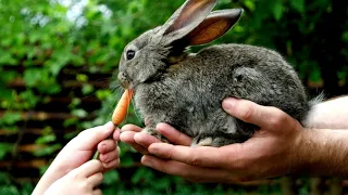 Feeding Animals: Goats, Cats, cows and rabbits #hewanlucu #hewanpeliharaan