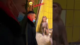 Monkey Gave the Man a Little Lesson😂#shorts #funnyshorts #monkey #littlelesson #funnymoments