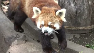 野毛山動物園　レッサーパンダ　イチゴ