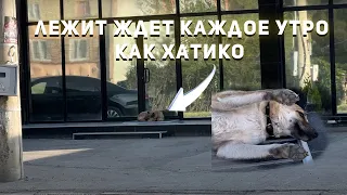 Ждет возле работы как Хатико 🥹 преданные животные #хатико #преданность #животные