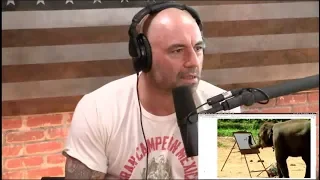 Joe Rogan Reacts to Elephant Painting a Self Portrait