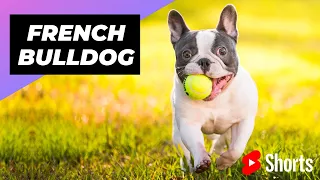 French Bulldog 🐶 One Of The Smallest Dog Breeds In The World #shorts