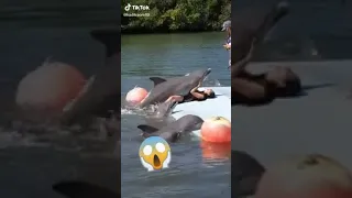 dolphin fucking woman