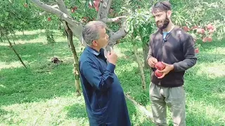 Successful story of Successful Apple 🍎 Grower Top Grafting of all Varieties On Traditional Plants.