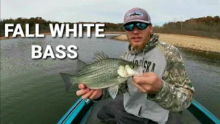 FALL WHITE BASS FISHING | Stockton Lake