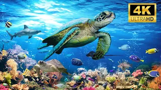 Beneath the Waves | Underwater Animals | Relaxing Music to Relieve Stress, Anxiety & Depression