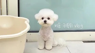 애견미용사vlog | 비숑 귀툭튀 | petstylist | Bichon Frise