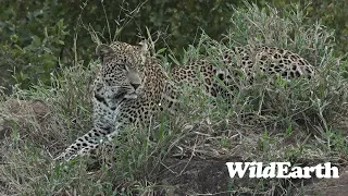 WildEarth - Sunset Safari -23 May 2023