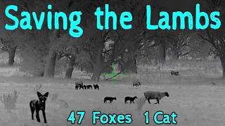 SAVING THE LAMBS • 47 FOXES & 1 CAT