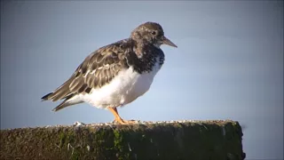 Turnstone - Steenloper - ( Movie )