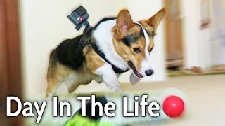 A DAY IN THE LIFE of a CORGI PUPPY DOG - Extended Cut!