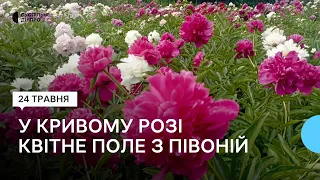 «Імператорські квіти» розпустились у ботанічному саду Кривого Рогу