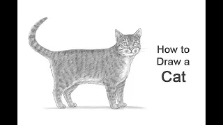 How to Draw a Cat