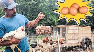 HOW to raise CHICKENS for eggs