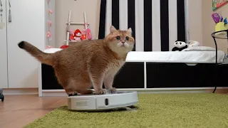 Hosico met a robot vacuum cleaner