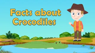 Facts about Crocodiles | Facts about Crocodiles for kids | Crocodile Facts for Kids |Crocodile Facts