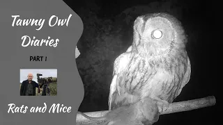 Tawny Owl Diaries   Part 1 - Rats and Mice (4K)