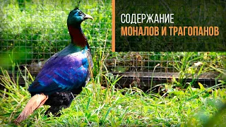 Содержание моналов и трагопанов в хозяйстве Сергея и Анны Антоновых.