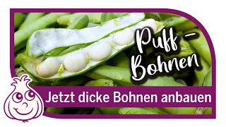 Aussaat Tipp im Februar - Dicke Bohnen erfolgreich vorziehen #gartengemüsekiosk