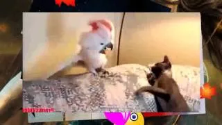 [Funny cat videos] funny cat and friends, video funny 2015 part 1