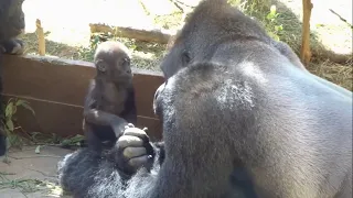 Gorilla⭐️Love of dad and baby. Momotaro and Kintaro kissing each other.【Momotaro family】