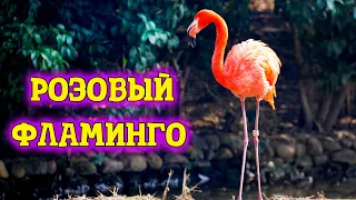 Розовый фламинго сказочные птицы заката