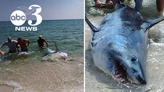 VIDEO: Massive shark washes up on Pensacola Beach, beachgoers help it back into Gulf