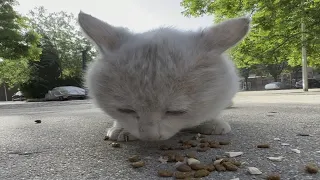 有其它猫在吃饭不香，非要去没人地方单独开小灶。