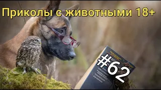 Приколы с животными 18+ 2023-СМЕШНЫЕ КУБЫ #62-СМЕШНЫЕ ЖИВОТНЫЕ 2023-Funny Animals Videos Compilation