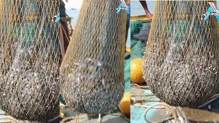 Everyone should watch this Fishermen's video - Most Satisfying Big Catch Fishing  Net long @KadalTv