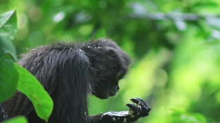 El Trapecista de la Selva: El Mono Araña